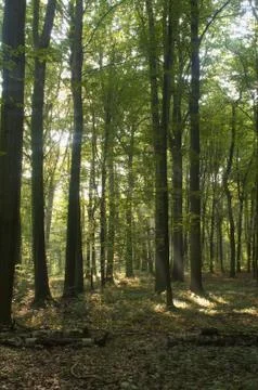 Forest Stock Photos