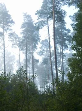 Forest Stock Photos