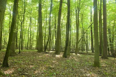 Forest Stock Photos