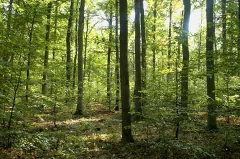 Forest Stock-Fotos