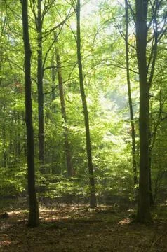 Forest Stock Photos
