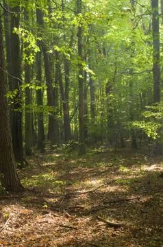 Forest Stock Photos