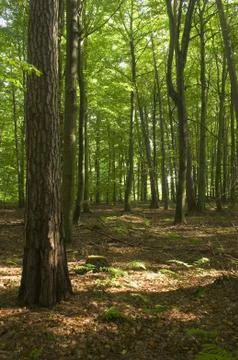 Forest Stock Photos