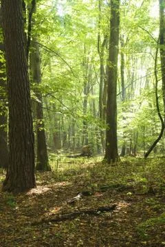 Forest Stock Photos