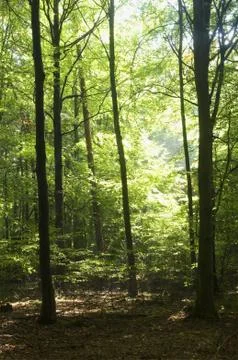 Forest Stock Photos