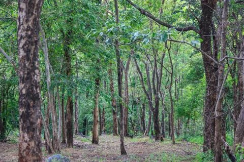 Forest Stock Photos
