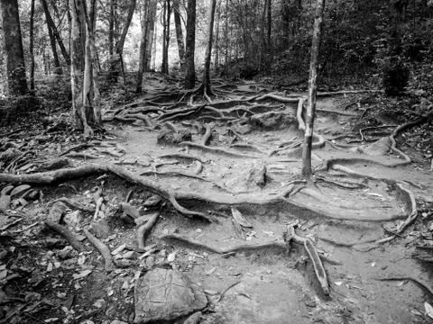 Forest Fotos de archivo