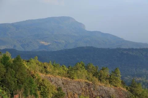 Forest Stock Photos