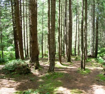 Forest Foto stock