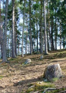 Forest Stock Photos