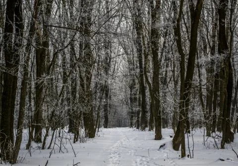 In the forest Stock Photos