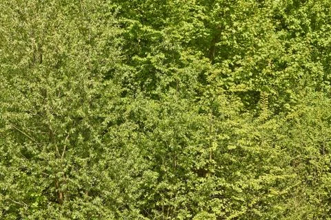 Forest Stock Photos