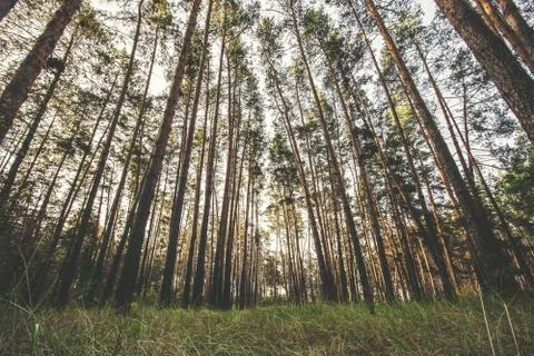 Forest Stock Photos