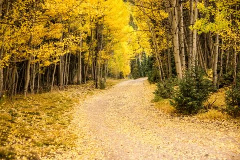 Into the Forest Stock Photos