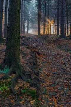 Forest Stock Photos