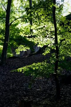 Forest Stock Photos