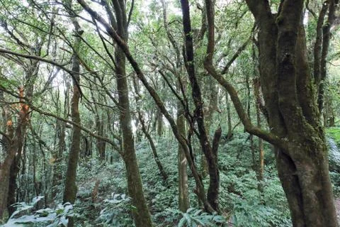 Into the forest Foto stock