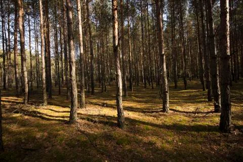 Forest Stock Photos