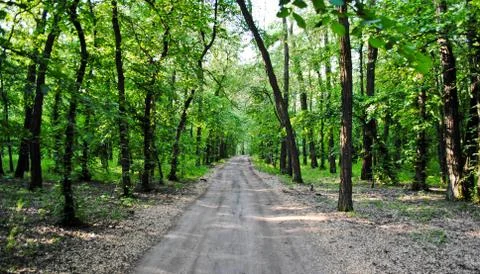 Forest Stock Photos