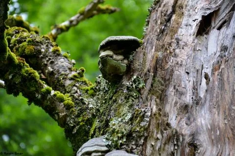 Forest 스톡 사진