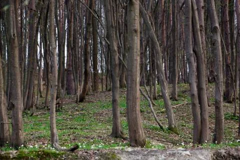 Forest Stock Photos