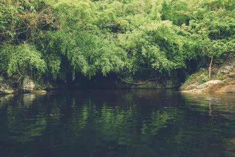 Forest Stock Photos