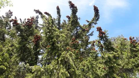 Forest 스톡 사진