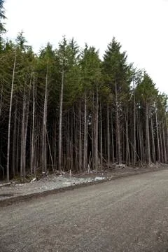 Forest 스톡 사진