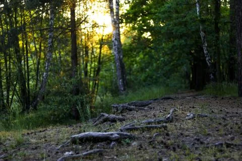 Forest Stock Photos