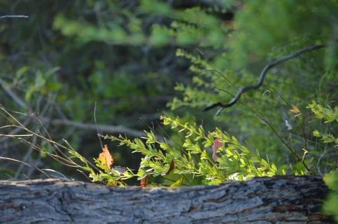 In the Forest Stock Photos
