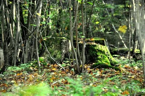In forest Stock Photos