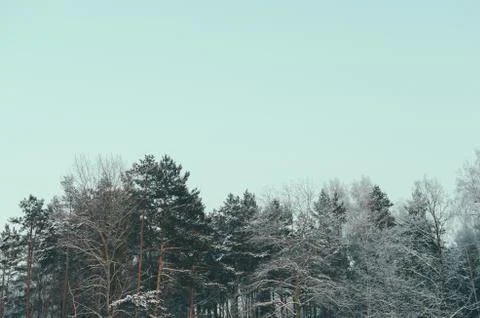 In The Forest Stock Photos