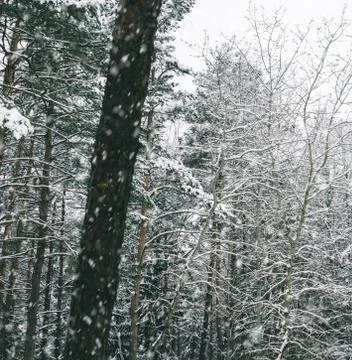 In The Forest Stock Photos