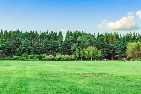 Forest Stock Photos