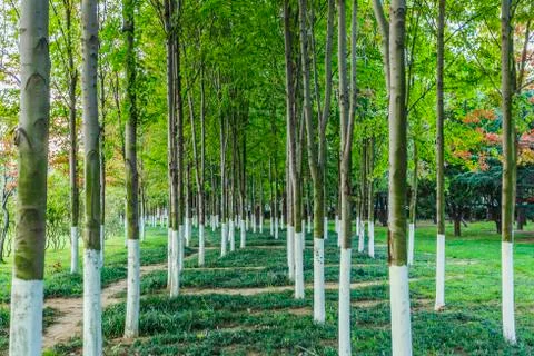 Forest Stock Photos