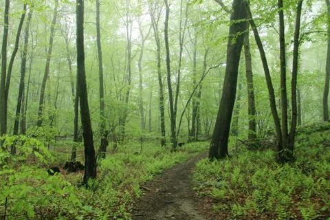 Forest Stock Photos