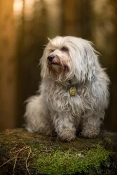 In the forest Stock Photos