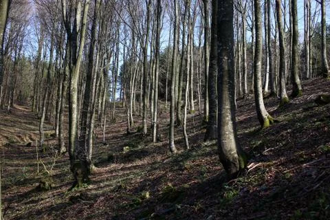 Forest Stock Photos