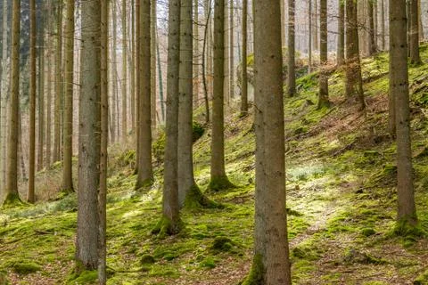 Forest Fotos de archivo