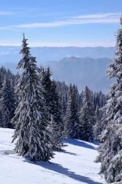 Forest Stock Photos