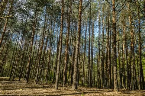 Forest Stock Photos
