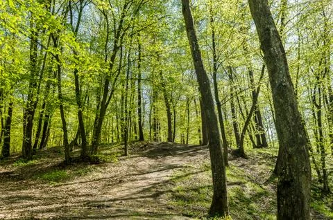 Forest Stock Photos