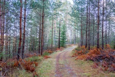 In the forest Stock Photos