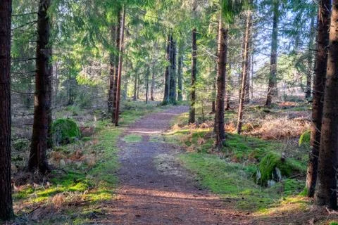 In the forest Stock Photos