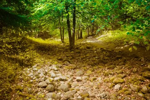 The forest Stock Photos