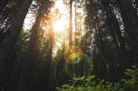 The forest Stock Photos