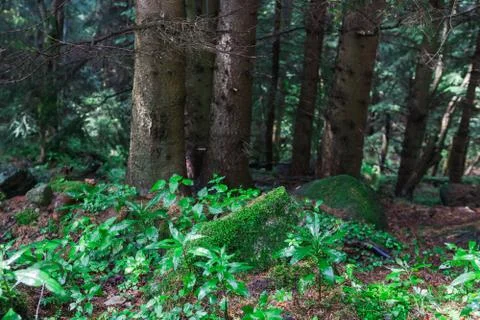 In the forest Stock Photos