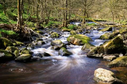In the forest Stock Photos