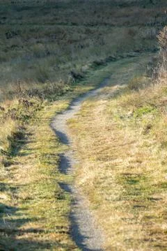 In the forest Stock Photos