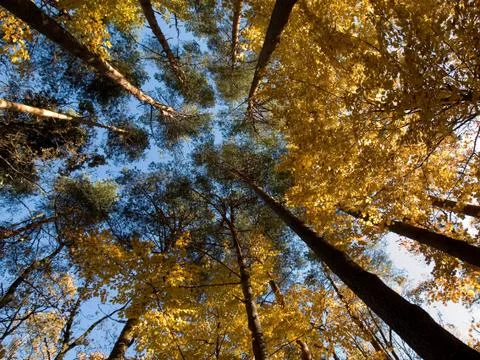 Forest. Stock Photos